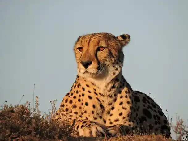 能探测到五公里外最微小的运动,这有利于猎豹在草原上发现猎物