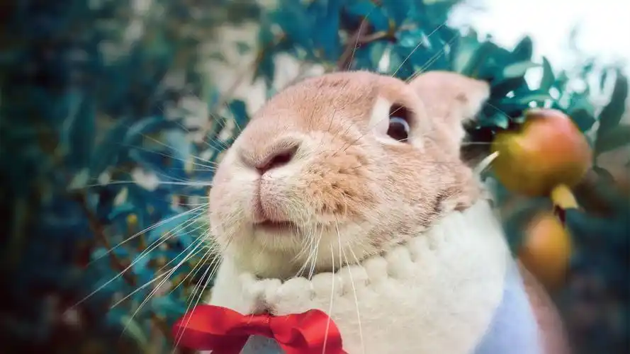 android安卓萌宠 小松鼠 超萌 可爱高清手机壁纸免费下载,安心市场-用