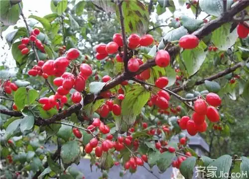 山茱萸是什么山茱萸的功效与作用