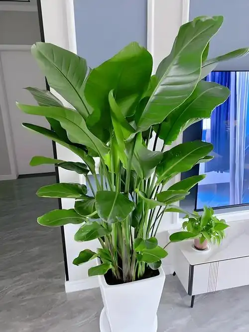 天堂鸟的养殖方法是什么?天堂鸟适合摆放在家里的在什么地方?