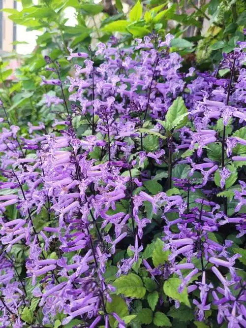 本文将为您详细介绍特丽莎香茶菜的养殖方法,注意事项以及其独特的产