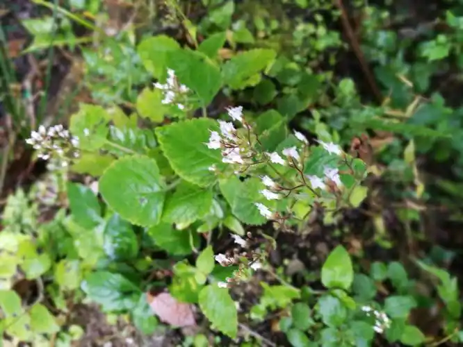 花柱细长,开白花,叶阔卵形,边缘有圆齿的植物,名叫线纹香茶菜