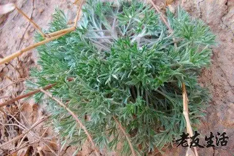 茵陈-功效与作用