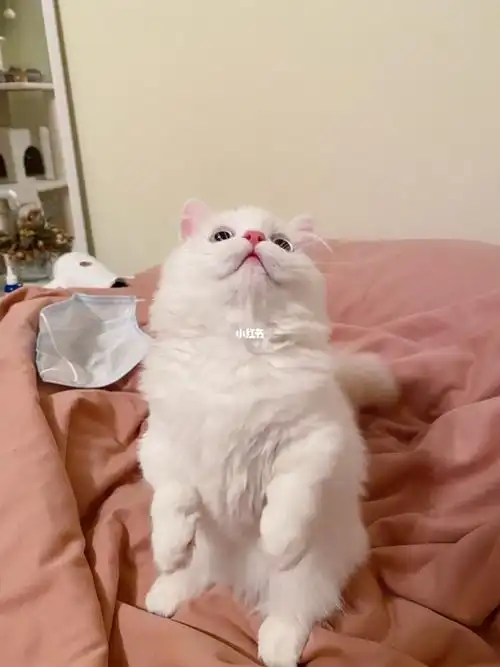 「干货」在美国拥有自己的小短腿(上)