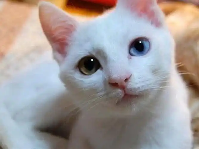 能发几张那个眼睛很美的猫(是波斯猫吗)的特写吗,类似这样的,高清的