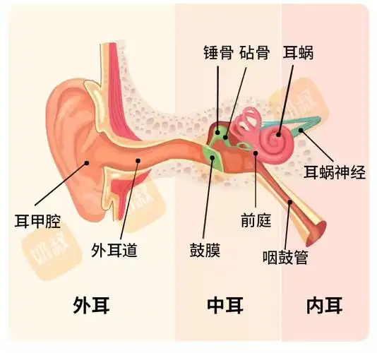 耳部怎么清洁?进水了怎么办?_耳朵