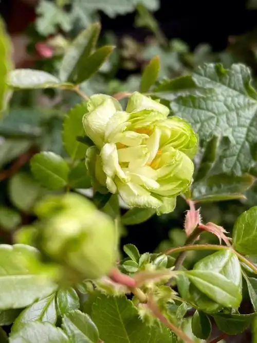 绿色微型月季闪电