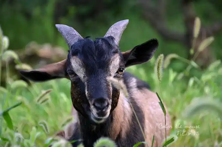 黑山羊b 摄影 彩色鼠标