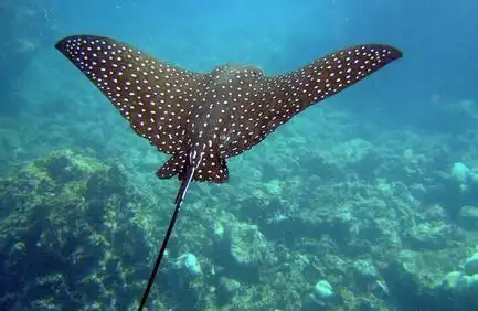 !doctype html>   html>   head>   me