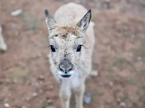 可可西里11只藏羚羊幼仔得到救助,21岁藏族"奶爸"专职喂养