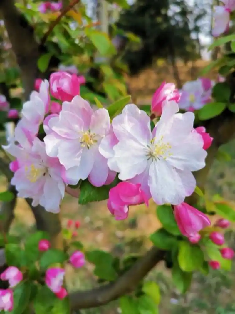 "西府海棠 花语是:单恋 美丽 娴静 西府海棠还有寓意女子性格娴静的