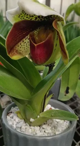 亨利兜兰,属兰科植物.花形大,花型奇特,花色丰富.容易管护.