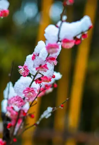 雪中梅花笑迎春