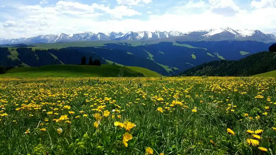 五花草甸如一座悬空草场,坡麓平缓,正逢山花开放,宛如一幅绚丽多彩