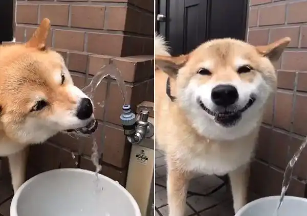 柴柴喝水呛到露灿笑.(图/翻摄自推特@marutaro2000)