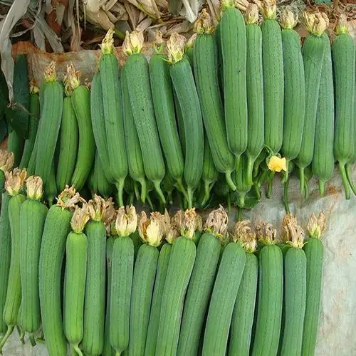 肉丝瓜八角丝瓜蔬菜果蔬种子四季播种夏季秋季新手种菜高产易活