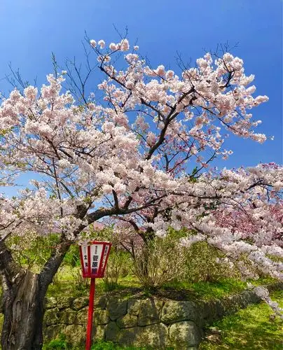 其它 北海道松前城樱花 写美篇2018年4月下旬日本樱花之旅.