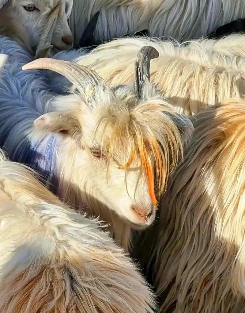 竟然被一只羊帅到97#羊界颜值天花板 #羊 #治愈系风景  - 抖音