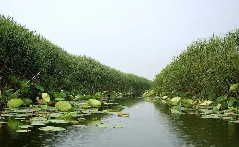 河北白洋淀芦苇荡-风景照-19摄区-杭州19楼