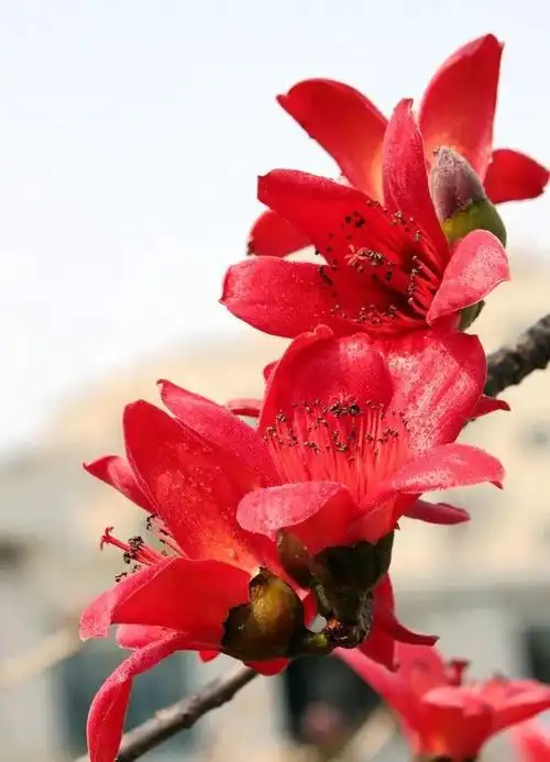 广州春季赏花攻略木棉花开哪里最美点击揭秘