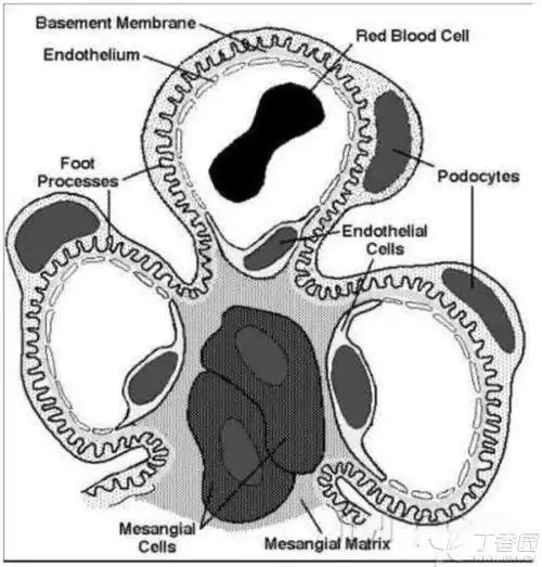正常的阴离子屏障阻止象白蛋白这样的蛋白分子从内膜通过.