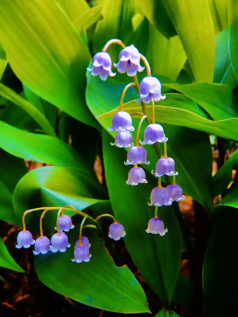 有一种花叫铃兰花,它的花语是:经历 - 抖音