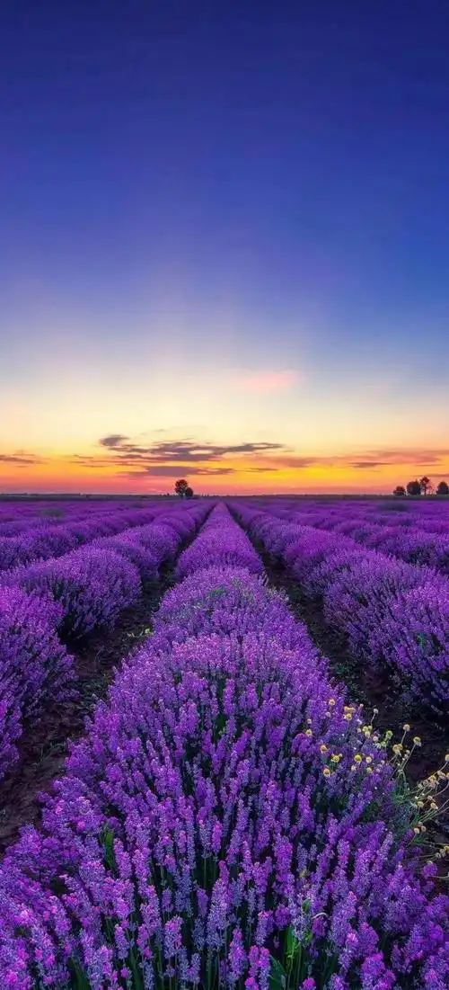 「20张」风景如画 人间仙境 高清手机壁纸送给你_网易订阅