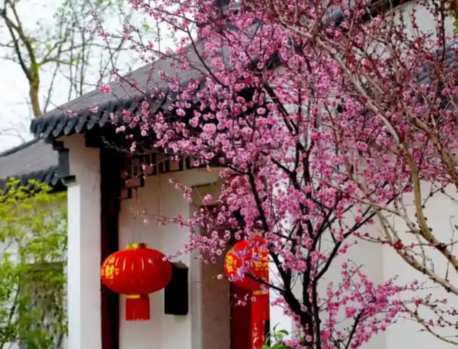 的传统名花,自古以来就受到人们的喜欢,是很多有钱人家庭院必种的花卉