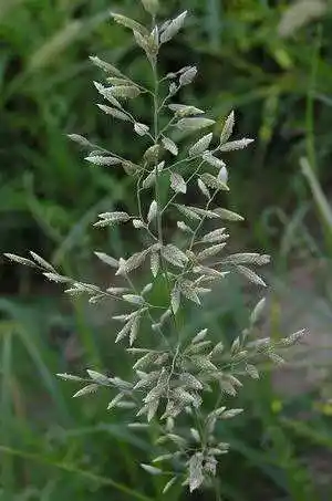 我想有个植物名字