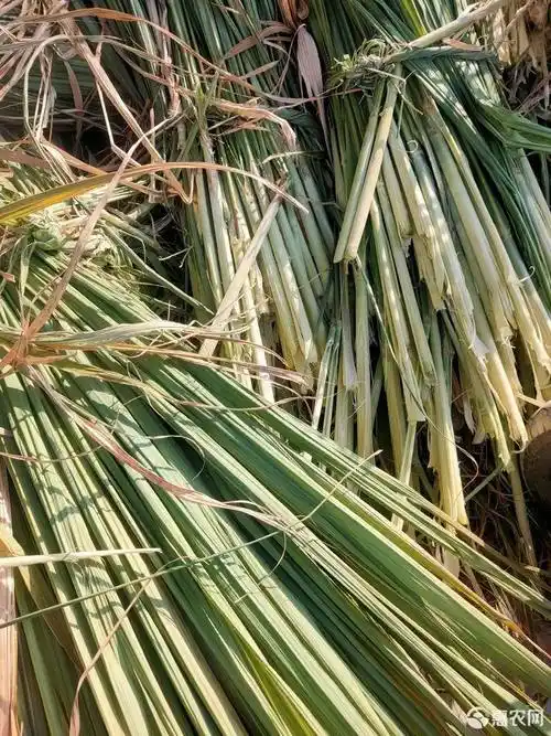 青贮类饲料 广西优质甘蔗尾碎料,压块