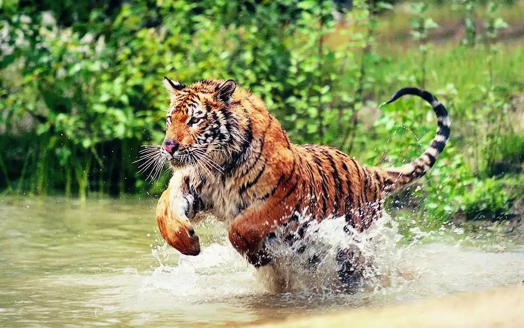 凶猛威严老虎壁纸_王者风范太慑人