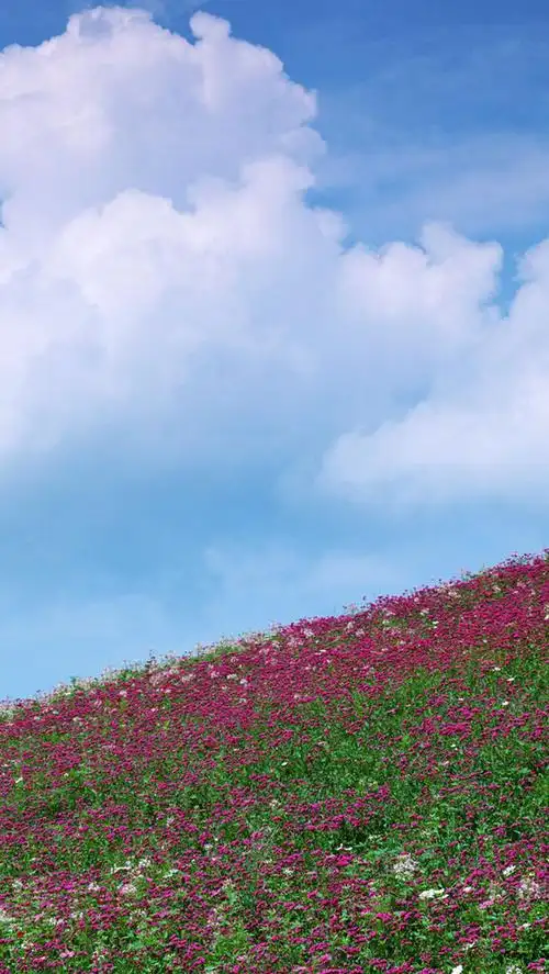 清新简约的自然手机壁纸