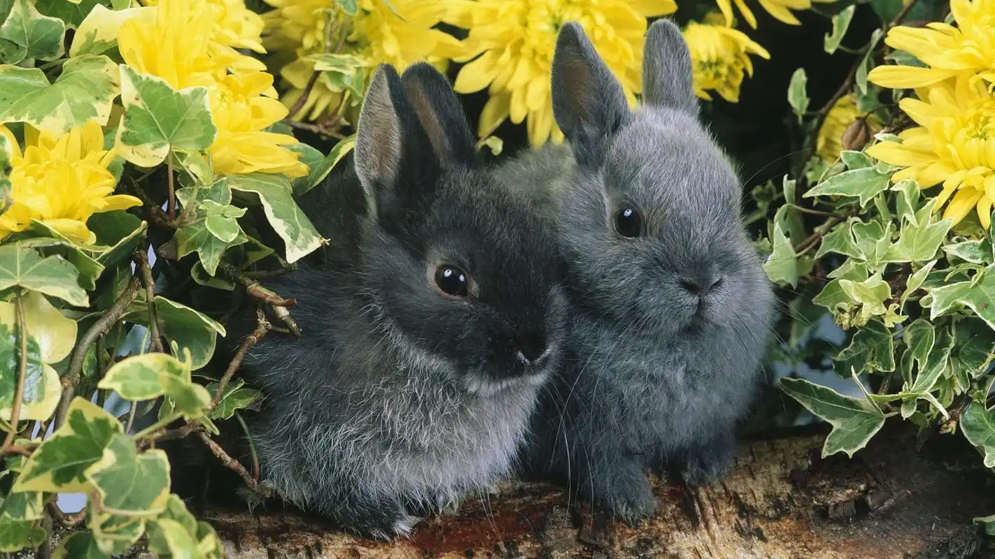 可爱萌宠毛茸茸的乖巧小兔子桌面壁纸高清大图预览1600x900_动物壁纸