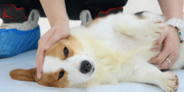 专门摸屁股的店,任摸_柯基