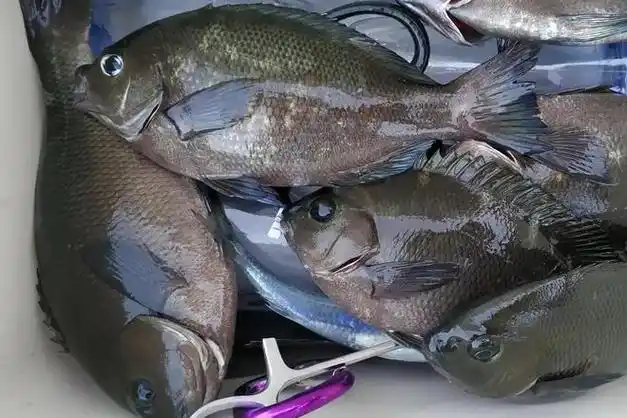 如何钓黑毛鱼黑毛鱼喜欢吃什么黑毛鱼的摄食习性和垂钓技巧