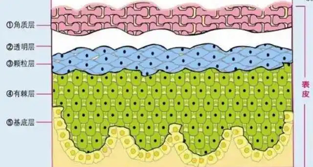 角质层的作用