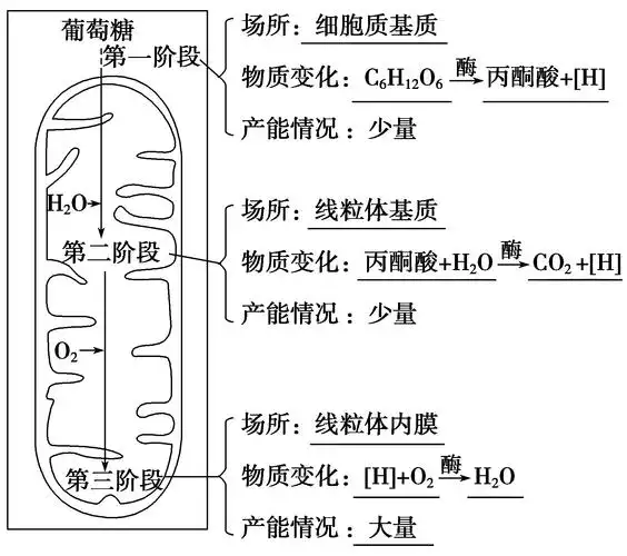 饿一饿能多活20年科学家发现饥饿时细胞会自己吃自己