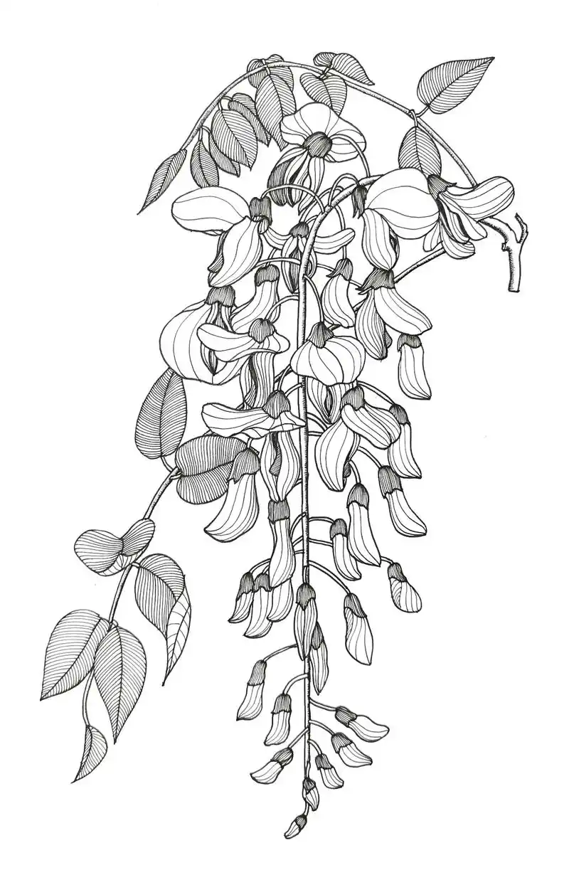 线描紫藤花参考实物绘制