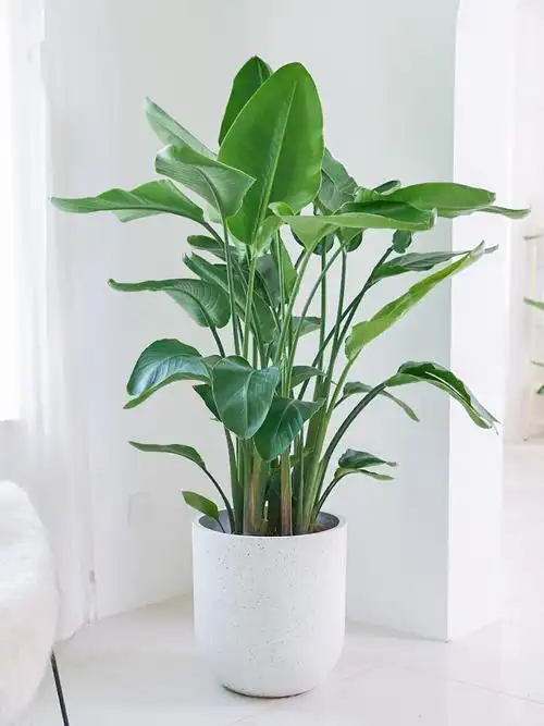 天堂鸟盆栽室内植物办公室鹤望大型绿植绿植