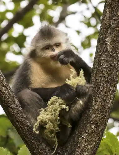 级自然保护区的核心地带,与大熊猫并称国宝,属国家特级野生保护动物