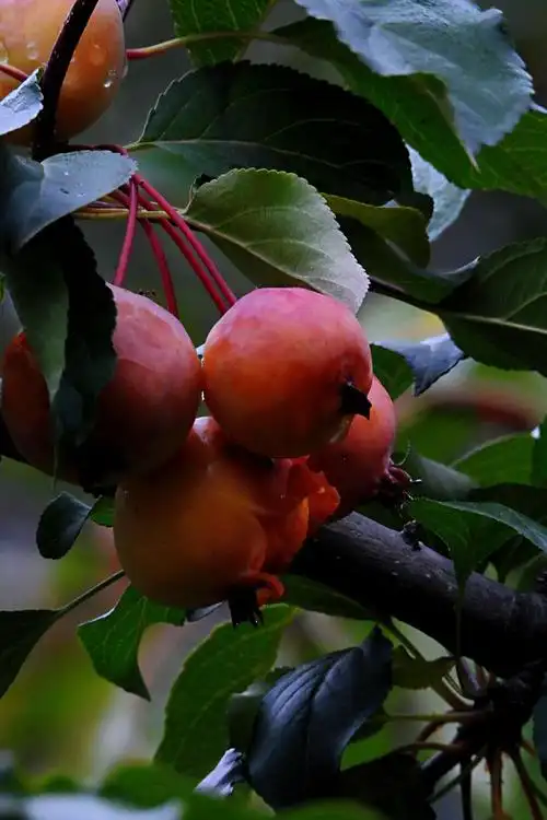 碧沙岗公园,各种海棠果实挂满枝头,为多种鸟类越冬准备了充足的美味