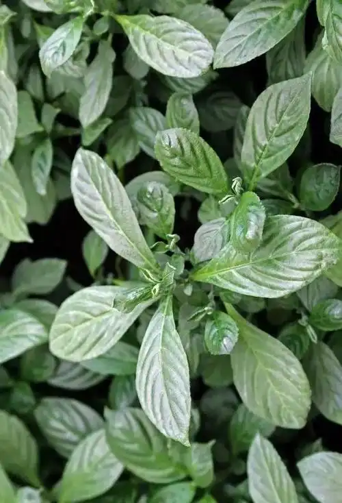 清热解毒凉血利咽的板蓝根你真的熟悉吗