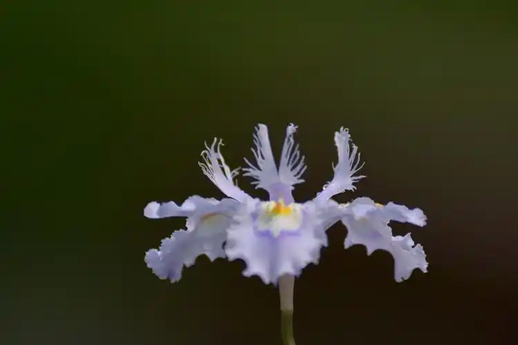 植物鸢尾花小清新高清电脑壁纸图片大全 第二辑