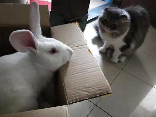 【求领养】蓝猫折耳加菲的串串求领养