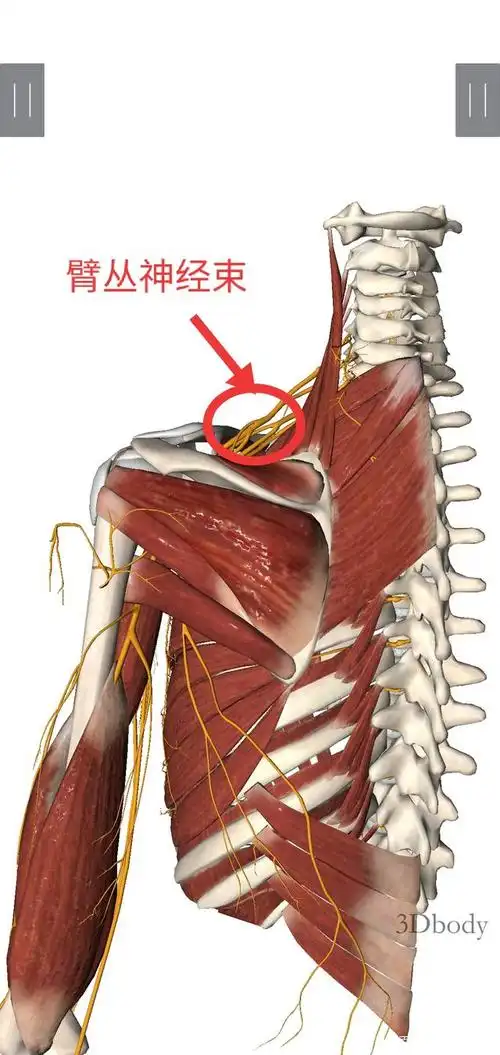 人体解剖学神经