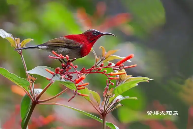 【转载】百鸟朝凤(1)
