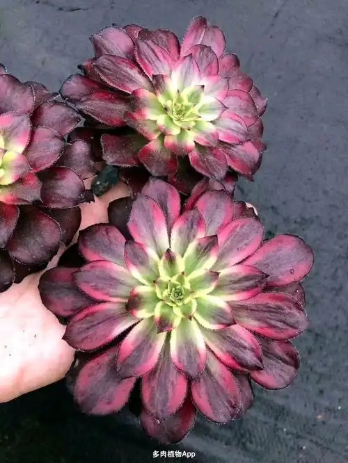 第37团美杜莎基因优选红颜法师锦老桩 两盆一组