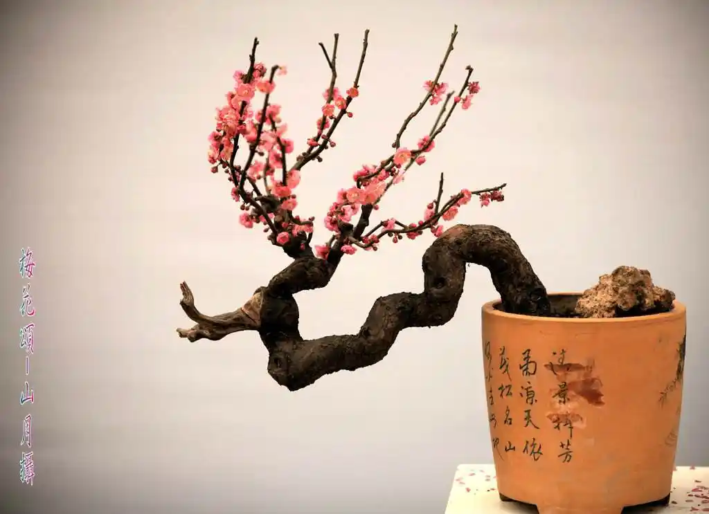 这样一盆梅花盆栽,放在家里,格调瞬间提高不止一个档次!