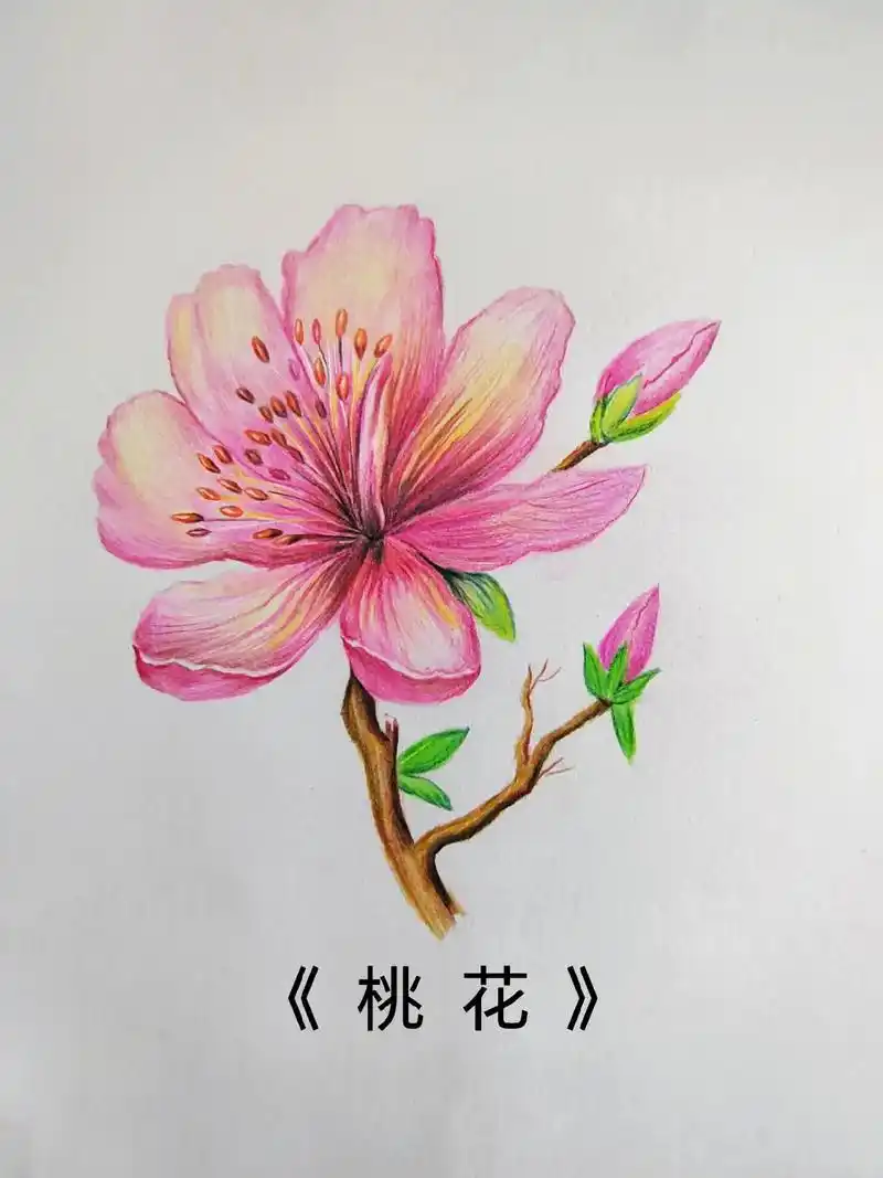 简单易学的彩铅桃花画法.#图文种草机 #画画 #彩铅 #手绘 - 抖音