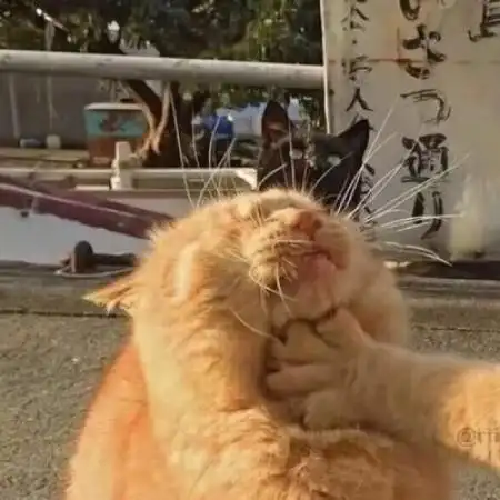 搞笑情头一对两张逗比开心快乐就好